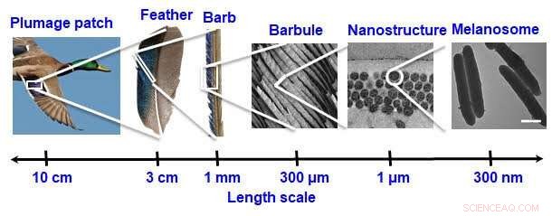 Scientists Explore Bird Feathers to Innovate Color Printing