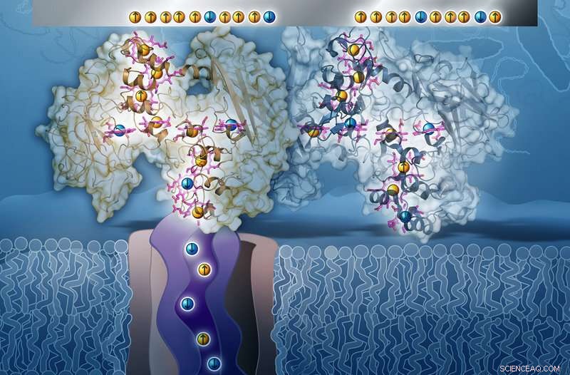 Rock-Breathing Bacteria Function as Electron Spin Controllers, New Study Finds