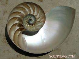 New Synthetic Material Replicates Mother‑of‑Pearl s Strength and Toughness