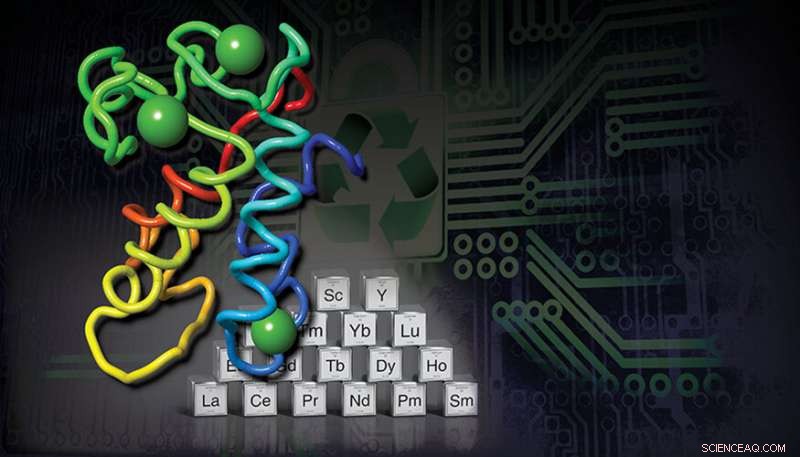 Lanmodulin: Protein that Recovers Rare Earth Elements from E‑Waste