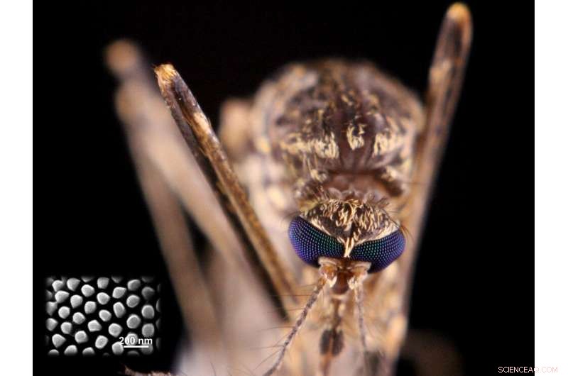 New Insect-Inspired Nanostructures Yield Superior Water-Repellent Surfaces