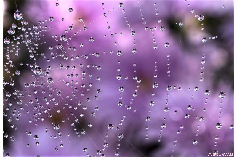 Scientists Develop Biodegradable Glue Using Synthetic Spider Silk