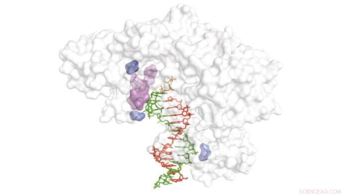 Revolutionary Directed Evolution Technique Unlocks Xeno‑Nucleic Acid Potential