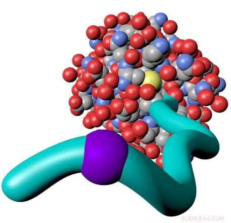 Miami University Chemists Pioneer Breakthrough Technique Bridging Chemistry and Biology