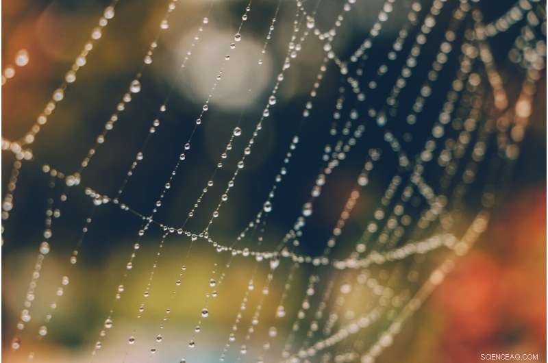 Innovative Ionic Spiderwebs Mimic Dual Functions of Natural Webs