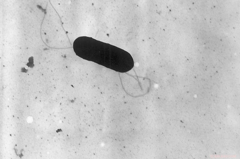 Stopping Listeria Reproduction: Proven Measures to Protect Food Safety