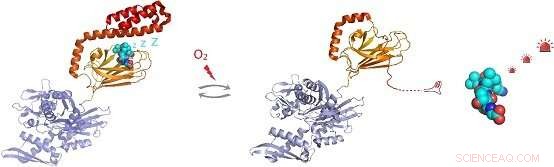 How S‑Glutathionylation of Human Hsp70 Regulates Its C‑Terminal Helical Lid Function