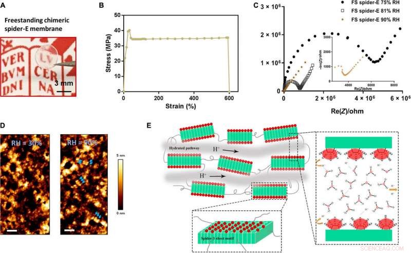 Engineering a Freestanding, Supercharged Polypeptide Membrane for Enhanced Proton Conductivity