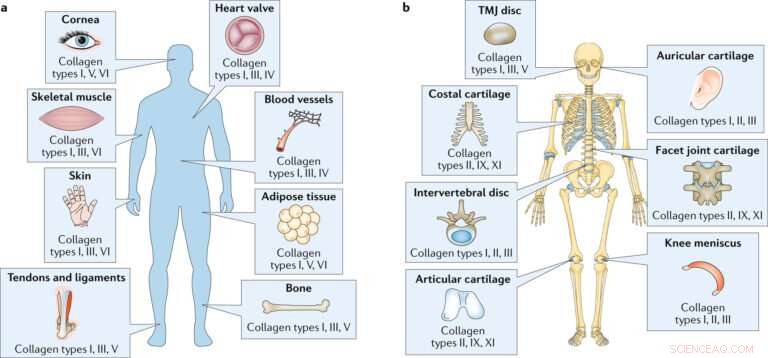 Scientists Map Collagen Subtypes and Their Functions in Human Tissues