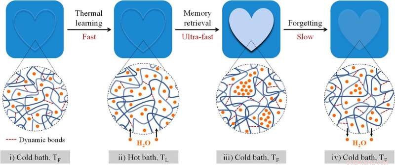 Hydrogel Mimics Human Brain with Memory and Forgetting Functions