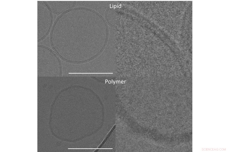 Scientists Enable Respiratory Chain Proton Pump Function in Synthetic Polymer Membrane
