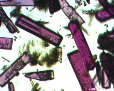 Unveiling How a Crystalline Sponge Releases Embedded Water