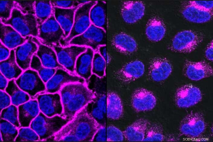 Scientists Develop Molecular Scalpel to Target and Remove Unwanted Surface Proteins