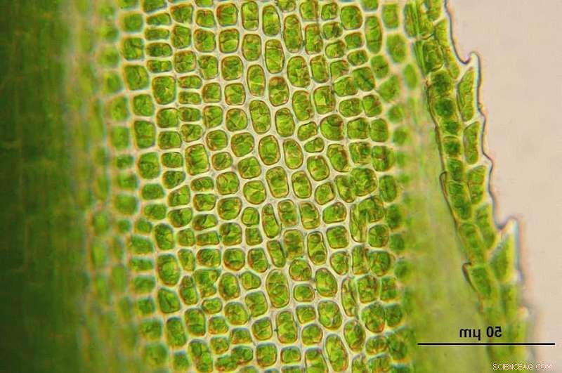 Revolutionary Enzymatic Reaction Model Highlights Substrate Flexibility