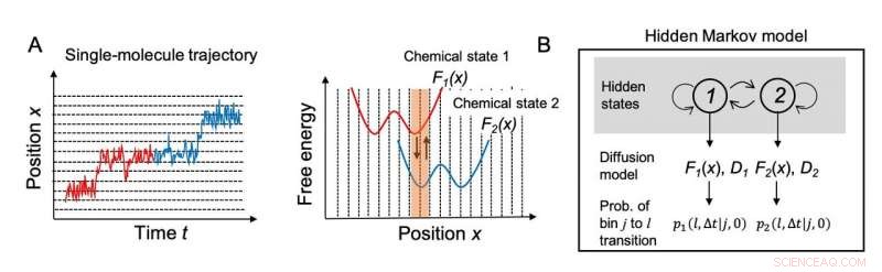 How Chitinase Drives Directional Movement: Insights from Mathematical Modeling