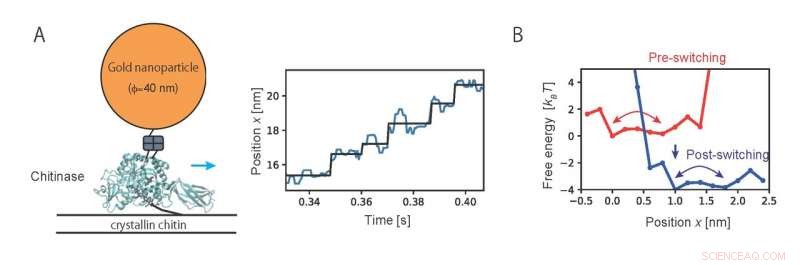 How Chitinase Drives Directional Movement: Insights from Mathematical Modeling
