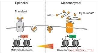 Iron-Mediated Cancer Cell Activity: A Novel Regulatory Mechanism