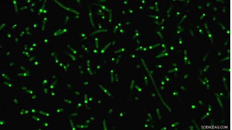 Duke Scientists Engineer Artificial Organelles to Direct Cell Function