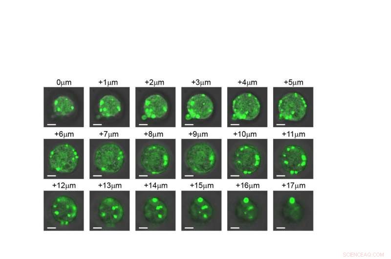 Duke Scientists Engineer Artificial Organelles to Direct Cell Function