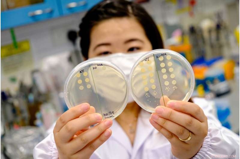 New Peptide Restores Antibiotic Sensitivity in Drug‑Resistant Bacteria