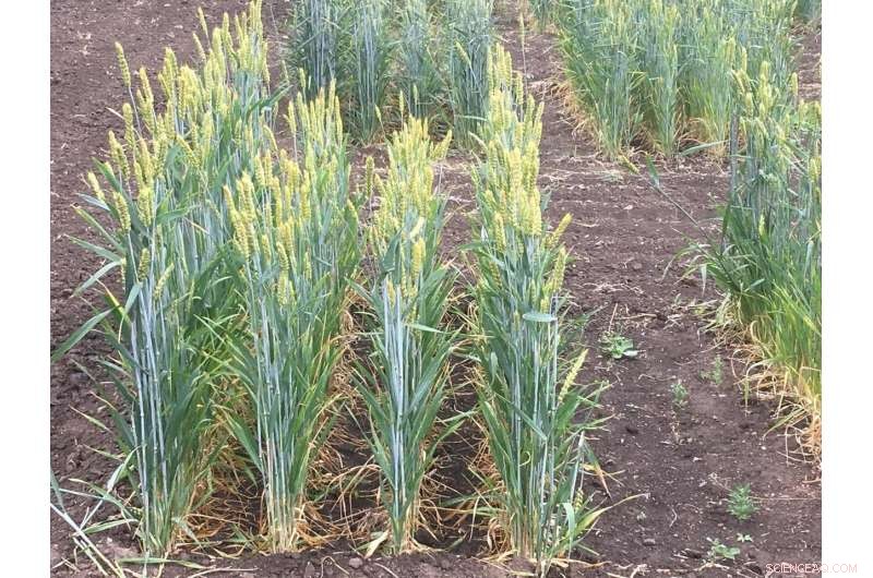 120 Years of Wheat Breeding: The Evolution of Gluten Content