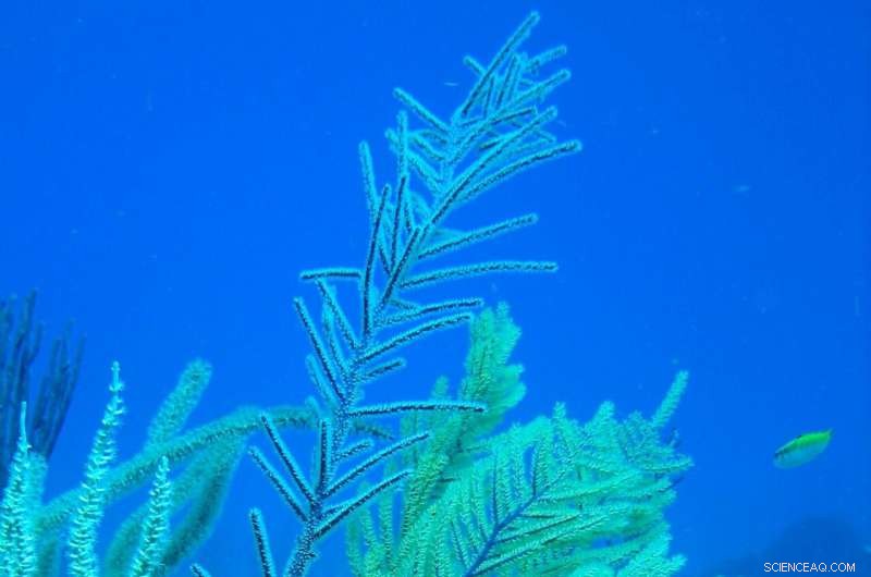 Scientists Engineer Bacteria to Produce Coral-Derived Antibiotic