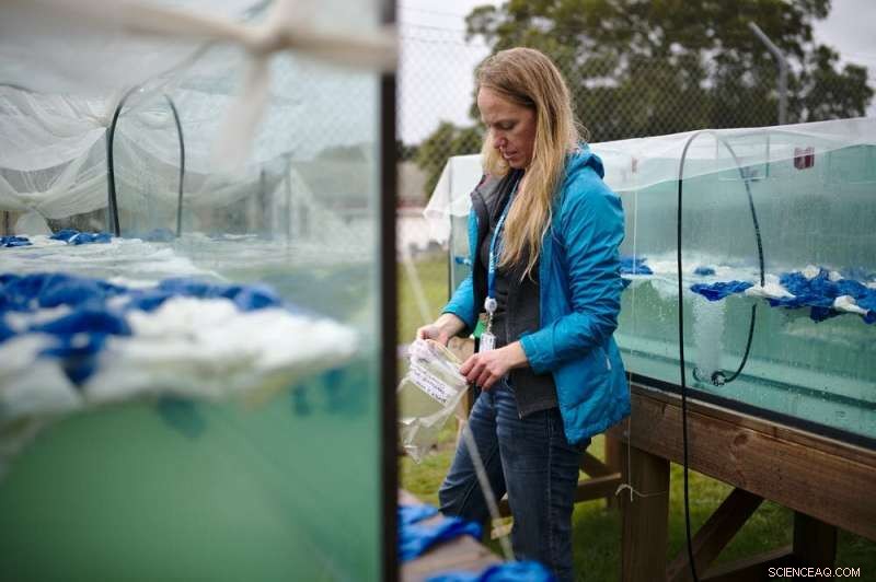 Biodegradable Balloons Survive 16 Weeks in Compost—Our Findings