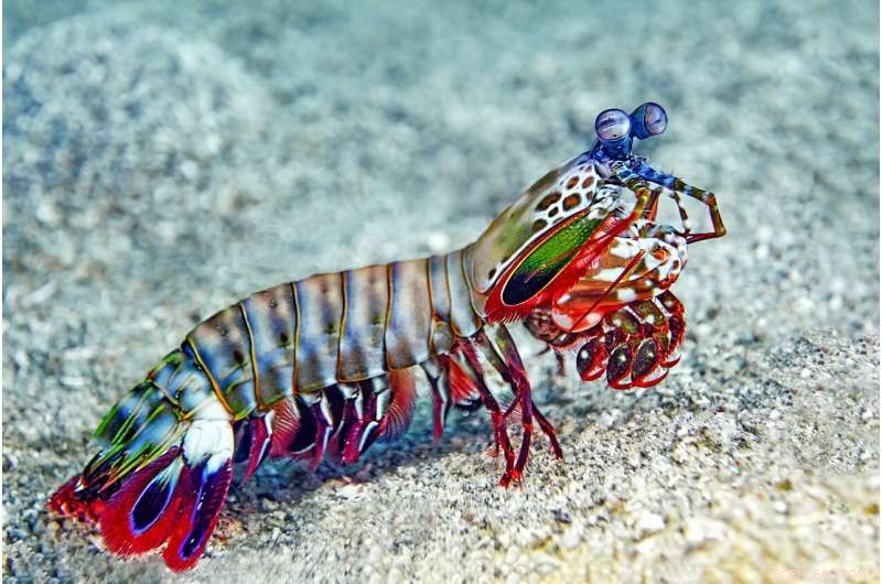 How Mantis Shrimp Dactyl Clubs Inspire Durable, Resilient Materials for Human Applications