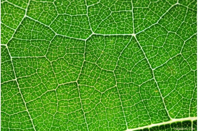 Harnessing Solar Power for Hydrogen Fuel: Advances in Photosynthetic Technology