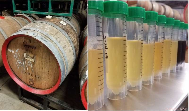 The Science Behind Sour Beer: How Fermentation Turns Brew Tangy