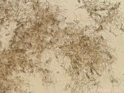 Brazilian Innovation: Engineered Enzyme Cocktail Boosts Second-Generation Ethanol Production