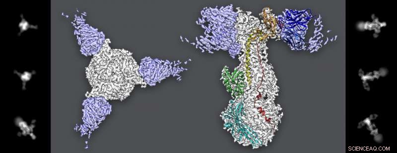 High-Resolution Cryo-EM Reveals Crucial Details of Chickenpox Virus
