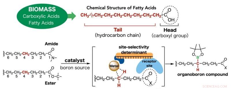 Innovative Iridium Catalyst Enables Precise C‑H Functionalization of Fatty Acids