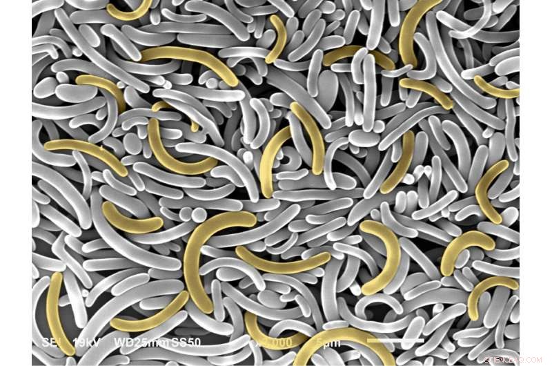 Controlling Bent Molecule Curvature with Polymer and UV Light