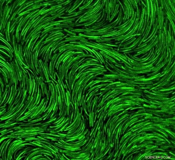 Controlling Bent Molecule Curvature with Polymer and UV Light
