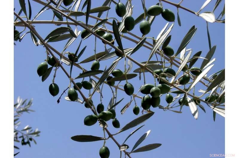 How Smartphones and Blockchain Are Revolutionizing the Battle Against Food Fraud