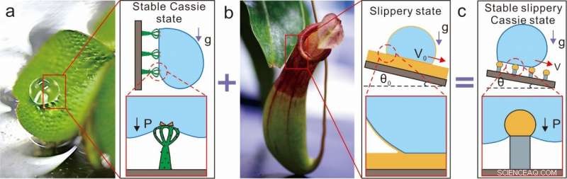 Innovative Salvinia-Inspired Slippery Surface for Enhanced Hydrophobic Stability