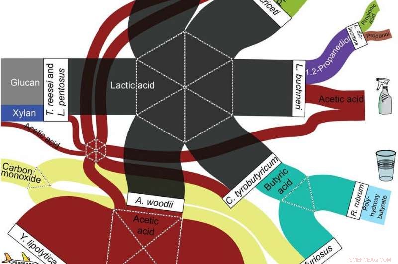 Synergistic Microbial Consortia Expand Biomass Conversion Potential