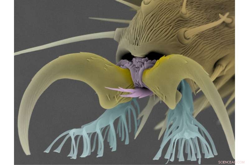 Affordable Fly-Foot-Inspired Adhesive System for Reliable Repeated Attachment and Detachment