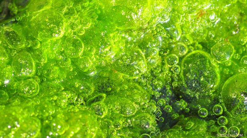University of Sheffield develops bacteria and algae tech to decarbonise UK military