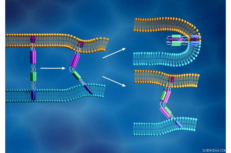 Neutron Scattering Illuminates COVID-19 Virus Infection in Biological Materials