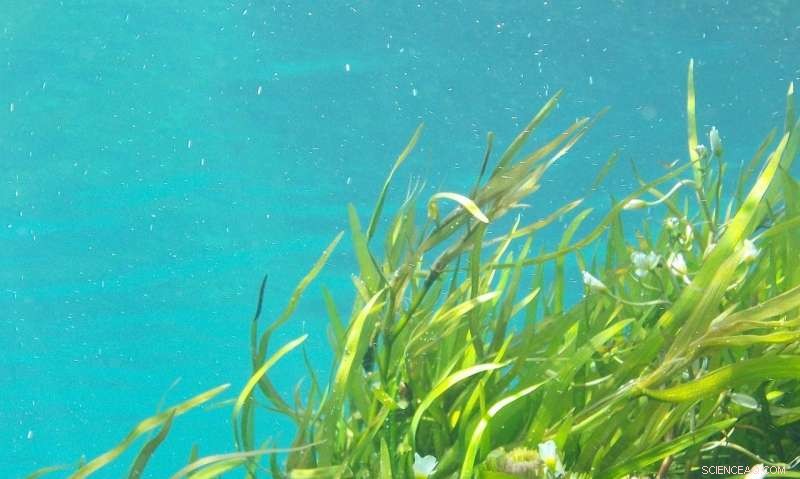 How Seaweed, Slime, and Soap Interact: The Science of Suds