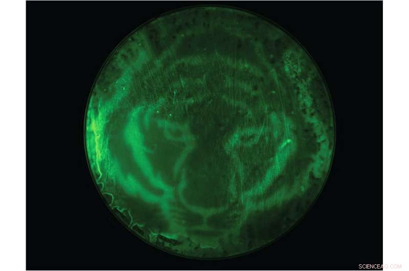 Light-Controlled Bacteria Become Efficient Chemical Factories
