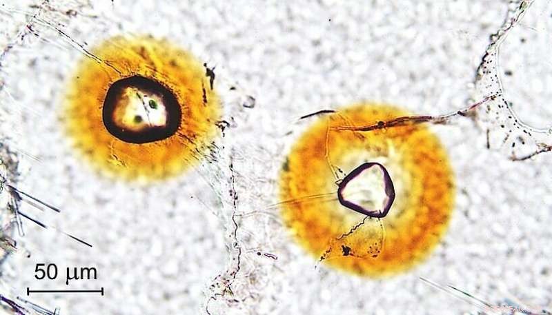 Monazite Mineral Self-Heals from Irradiation Damage