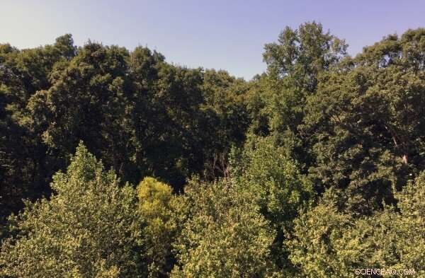 New Technology Converts Lignin Bio‑Oil into High‑Yield Hydrocarbon Fuel