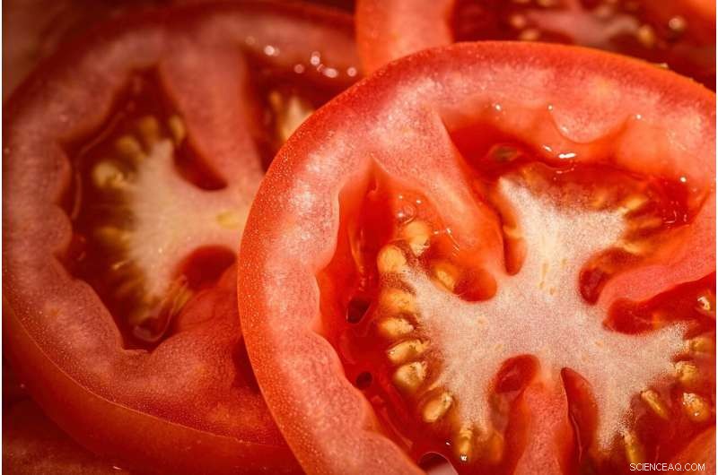 University of Georgia Study Introduces Safer Tomato Washing Technique