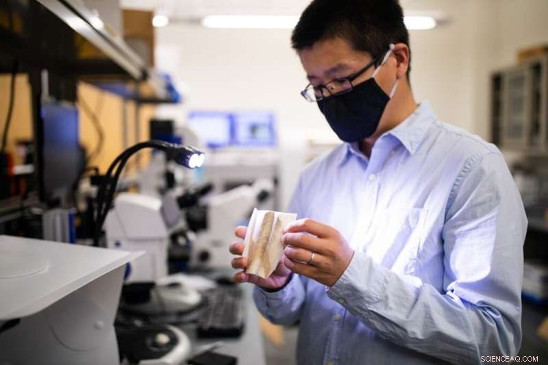 Scientists Discover Cuttlebone Microstructure Achieves Optimal Balance