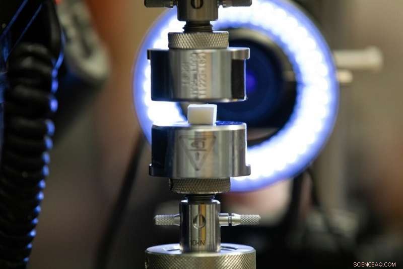 Scientists Discover Cuttlebone Microstructure Achieves Optimal Balance