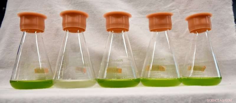 Algae: The Next Frontier in Sustainable Biofuel Production