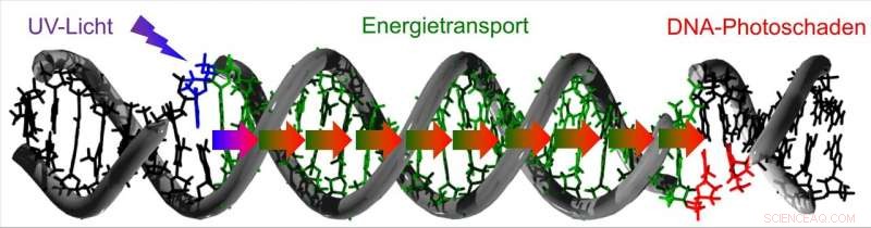 New Insights: Migrating Light Energy Triggers DNA Damage